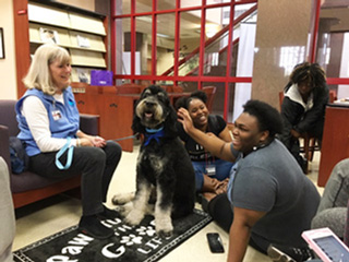 Mid-South Therapy Dog Handler Robin Chandler and “Maxie”, a Poodle-Burmese Mountain Dog mix, known as a Bernedoodle, interact with happy, relaxed Southwest students at the Stress Free Zone event.